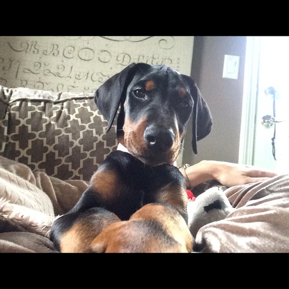 Meet your Posher, Stacey - Picture 1 of 1